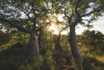 Old Traders Lodge: Landschaft