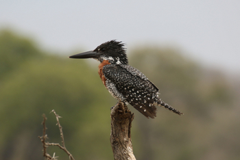 Roots and Journeys: Giant Kingfisher