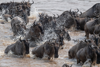 Sayari Camp: Crossing