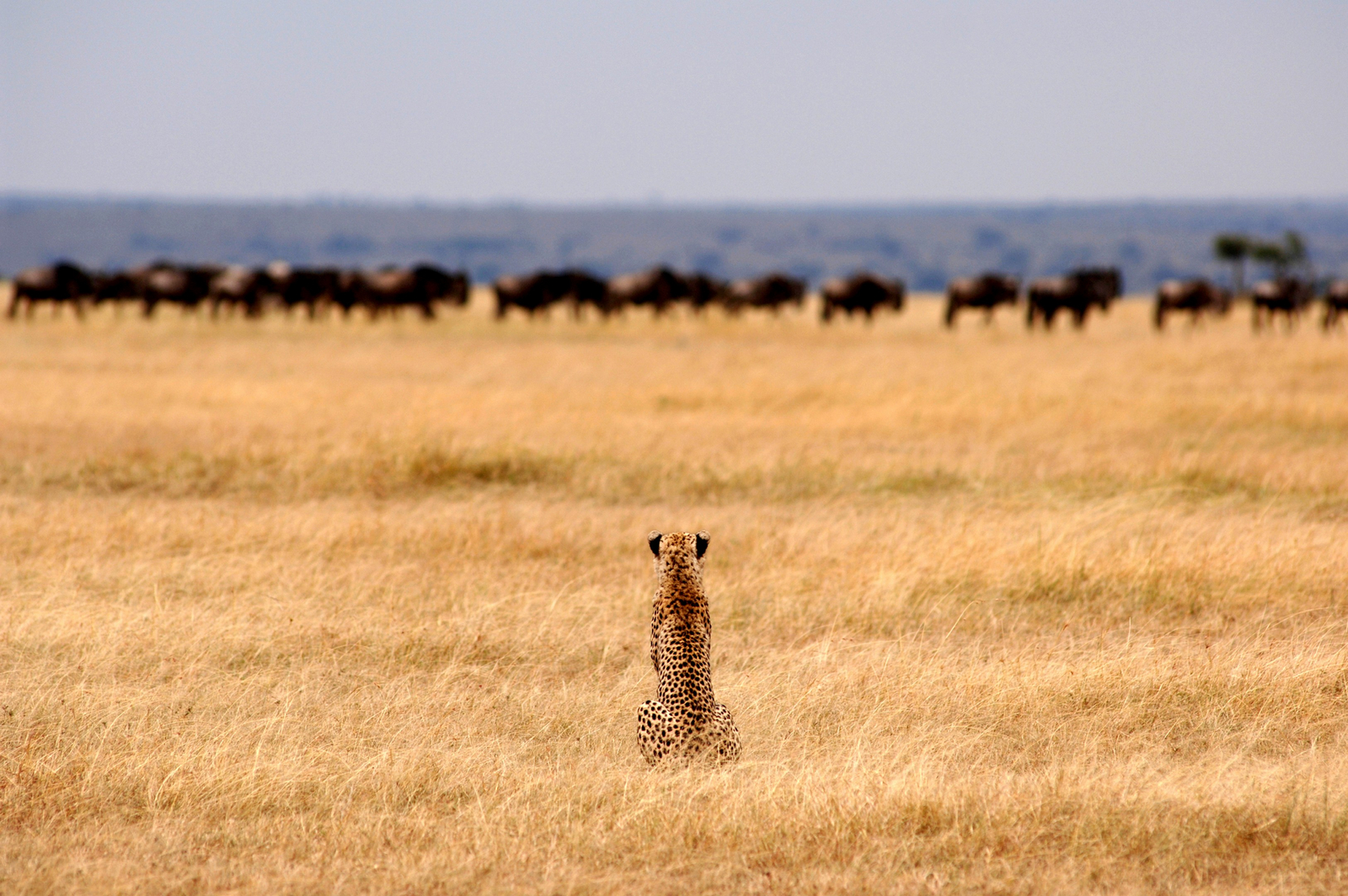 Serengeti Safari Camp Serengeti Safari Camp: Gepard vor Gnuherde