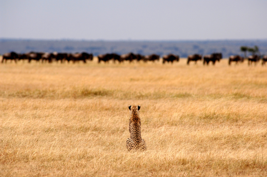 Serengeti Safari Camp