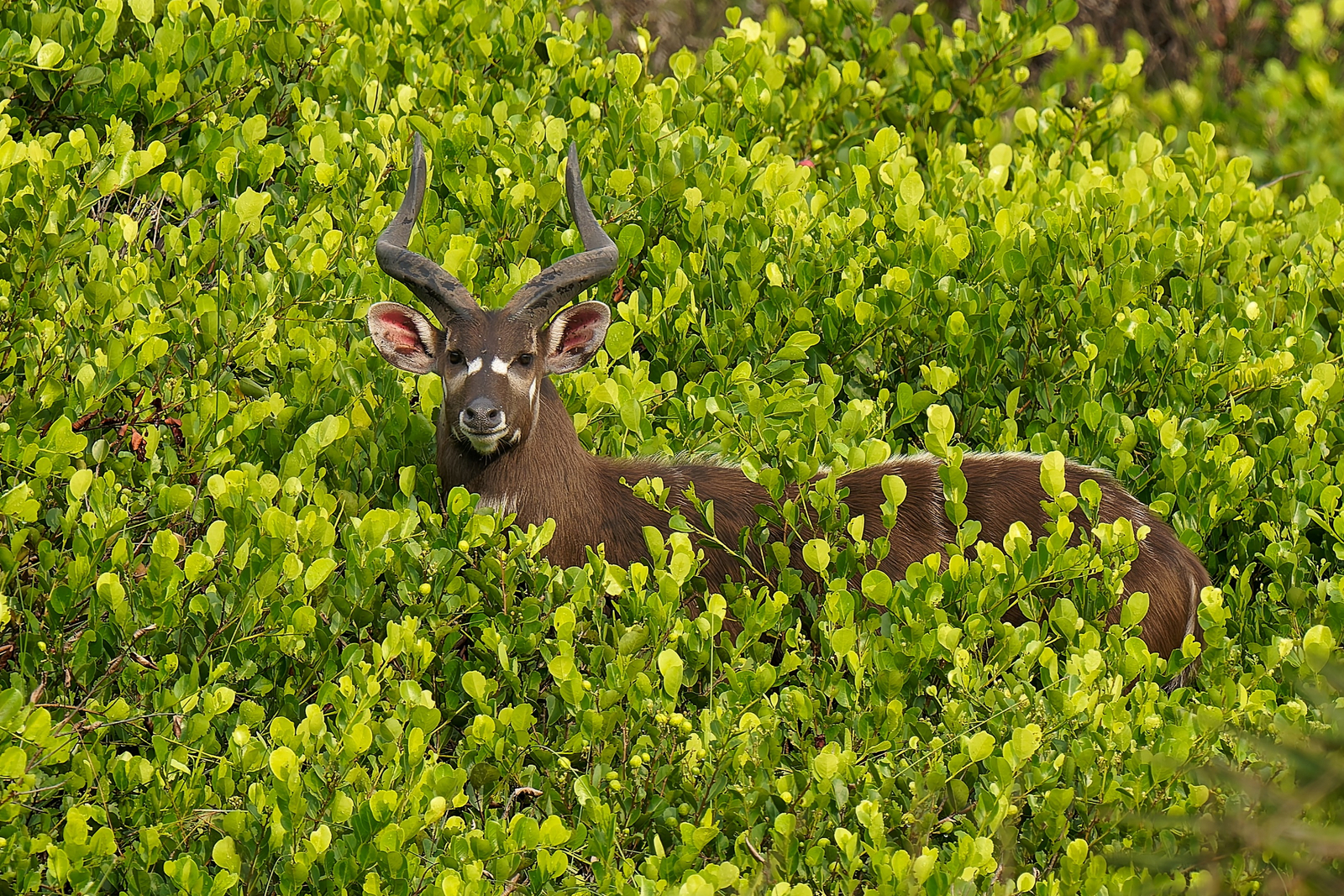 Sette Cama Eco Camp Sette Cama Eco Camp: Sitatunga-Antilope