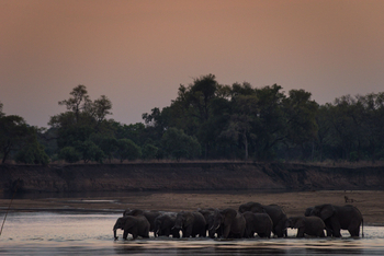 Shawa Luangwa Camp: Elefant im Luangwa