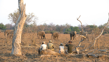 Shenton Safaris: Walking Safari