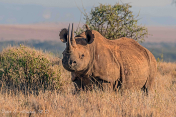 Sirikoi Lodge Sirikoi Lodge: Nashorn