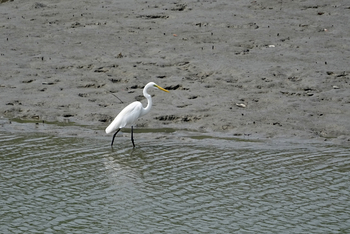 Sunderban Tiger Camp: Silberreiher