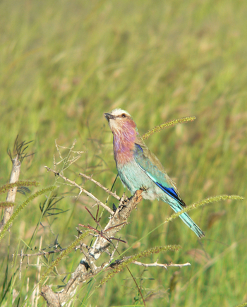 Tarangire Safari Lodge: Gabelracke