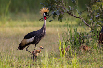 Time + Tide South Luangwa Time + Tide South Luangwa: Kronenkranich mit Küken