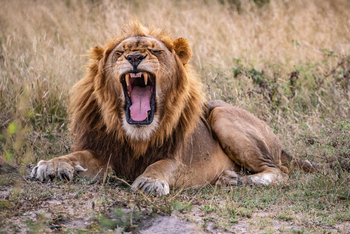 andBeyond Ngala Tented Camp: Gähnender Löwe