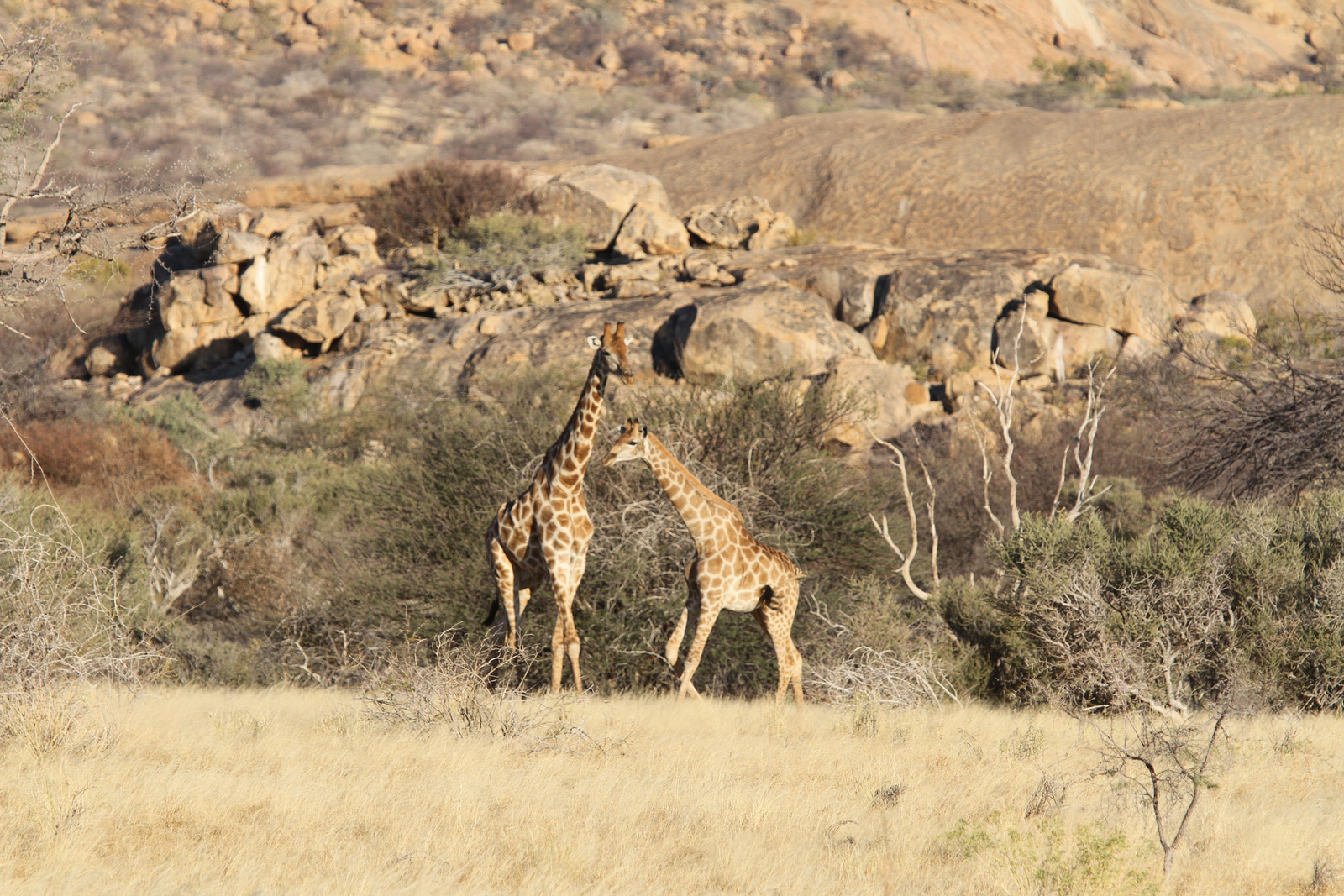 Ai Aiba Lodge Ai Aiba Lodge: Giraffen