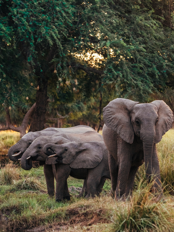 Anabezi Luxury Tented Camp: Trinkende Elefanten