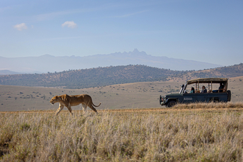 Borana Lodge Borana Lodge: Löwin vor Safari Auto