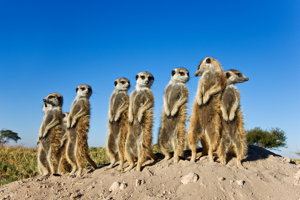 Central Kalahari Game Reserve