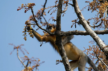 Diphlu River Lodge: Golden Langur im Baum