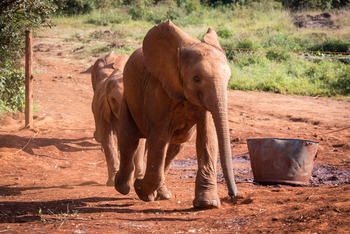 Giraffe Manor: Elefantenkinder