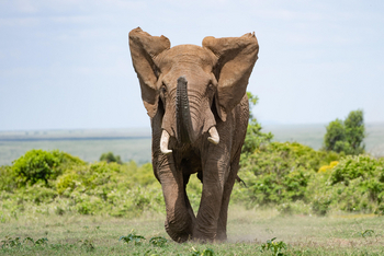 Governors' Mugie: Schnüffelnder Elefant