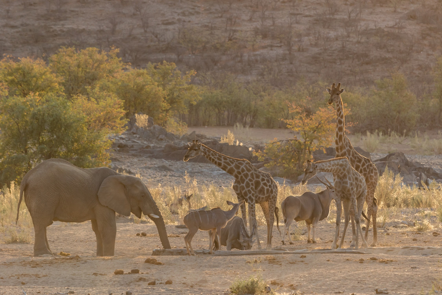 Hobatere Lodge