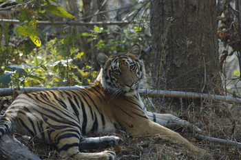 Kanha Jungle Lodge: Ruhender Tiger