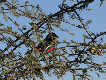 Khama Rhino Sanctuary Khama Rhino Sanctuary: Rotbauchwürger
