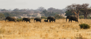 Kigelia Camp: Elefantenherde