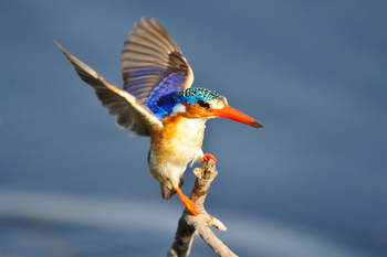 Kings Pool Camp Kings Pool Camp: Malachite Kingfisher
