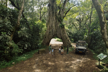 Koroi Forest Camp: Familie im Wald