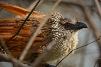 Koroi Forest Camp: Weißbrauenkuckuck