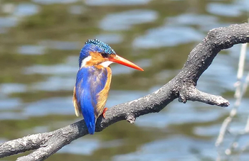 Kubu Lodge: Eisvogel