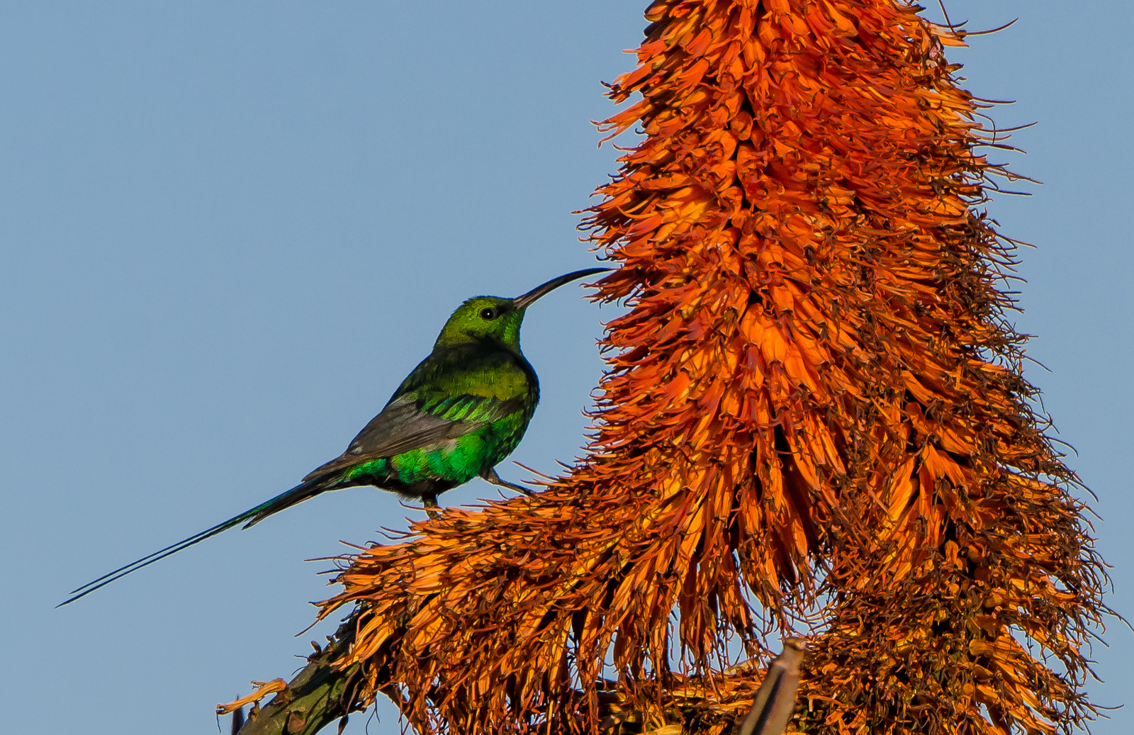 Kwandwe Private Game Reserve Kwandwe Private Game Reserve: Malachite Sunbird