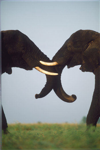 Kwara Camp Kwara Camp: Elefantenkampf