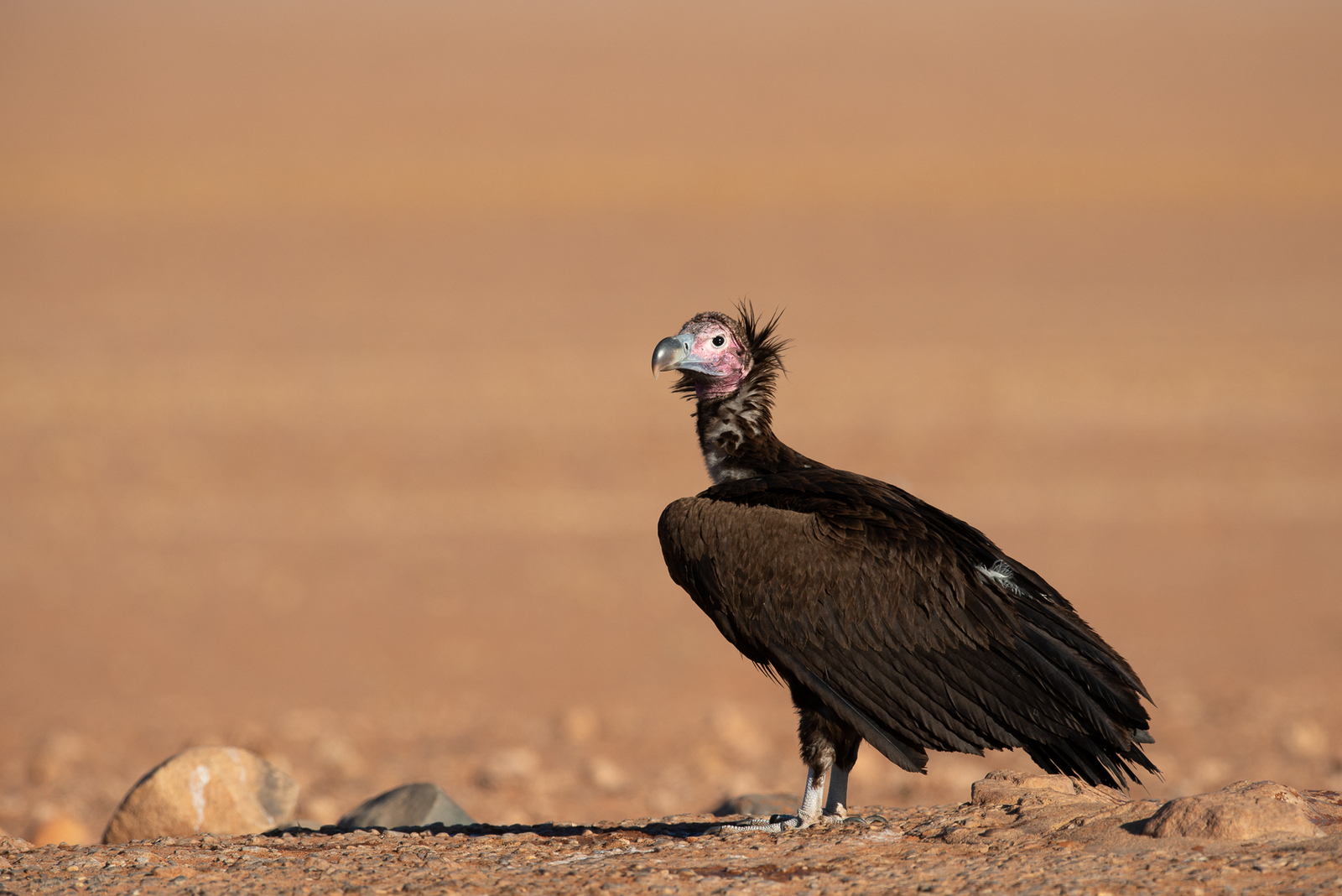 Kwessi Dunes Kwessi Dunes: Ohrengeier