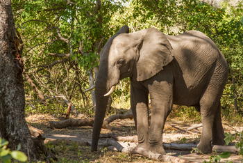 Lagoon Camp Lagoon Camp: Junger Elefant