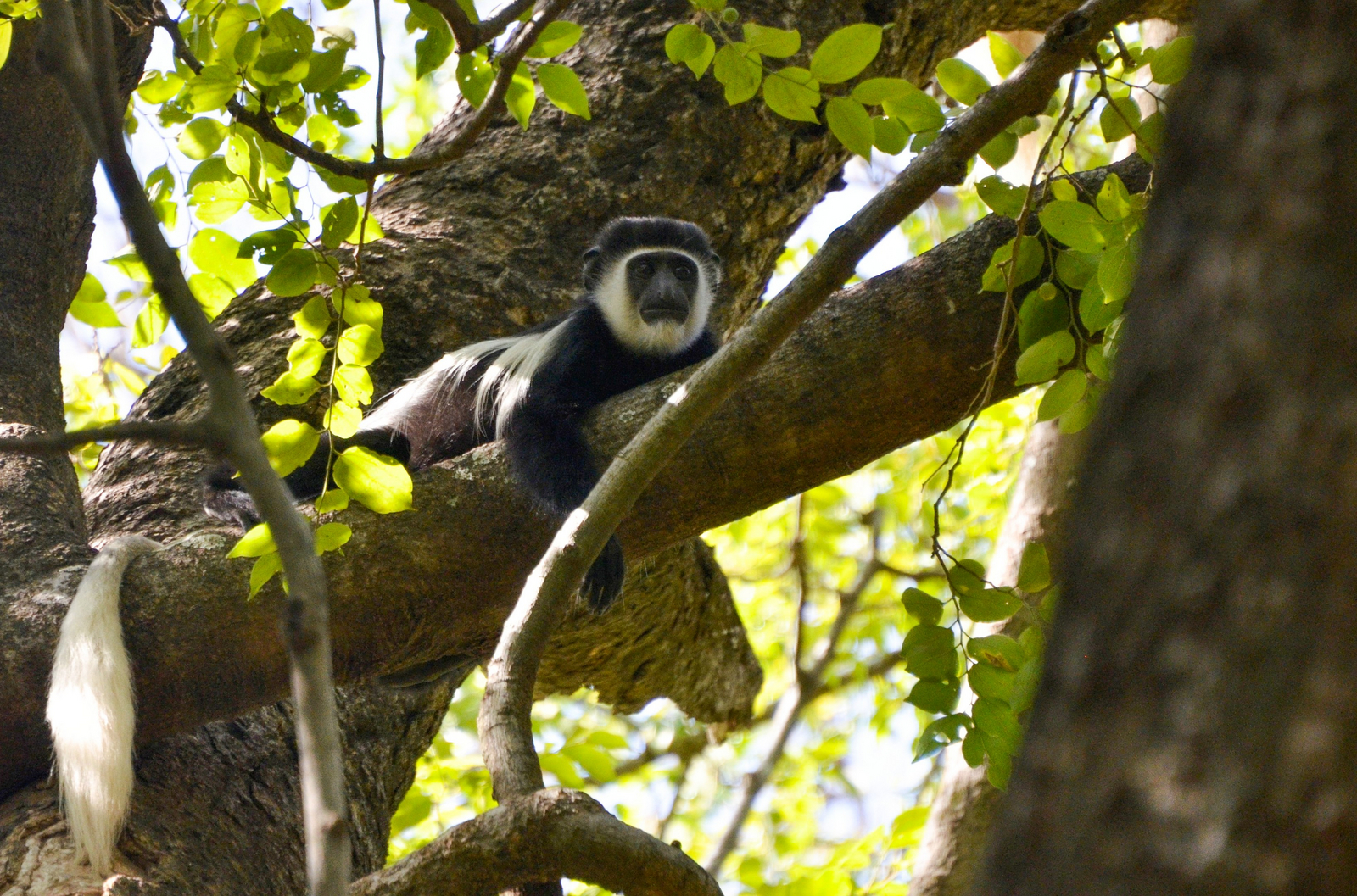 Lale's Camp Lale's Camp