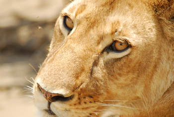 Legendary Songa Migrational Camp: Löwin