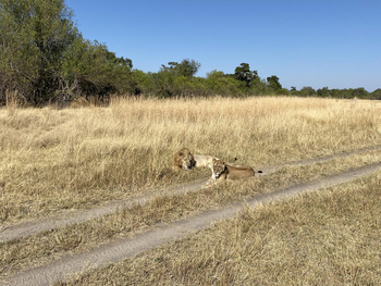 Losika Elephant Camp: Majestätische Löwen auf trockener Savanne