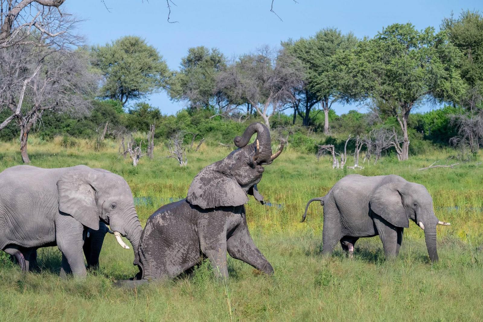 Losika Elephant Camp Losika Elephant Camp: Spielerischer Elefant im grünen Buschland
