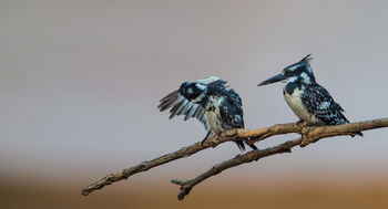 Luambe Camp: Graufischer