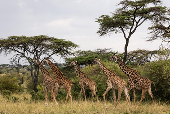 Mahali Mzuri: Giraffenquintett
