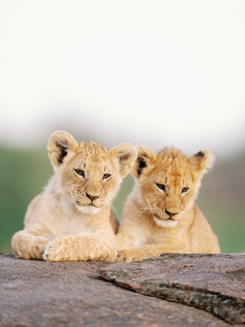 Mara Bushtops: Löwenbabies