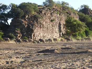 Mashatu Game Reserve: Elefanten vor Solomon's Wall
