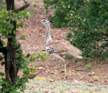 Tuli Safari Lodge Mashatu: Riesentrappe