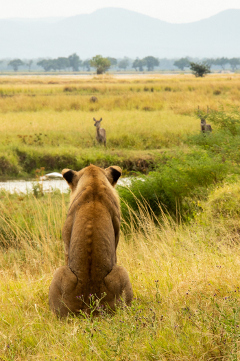 Molori Mashuma: Planung nächster Schritte