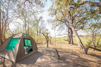 Moremi Crossing: Zelt in einem Wäldchen