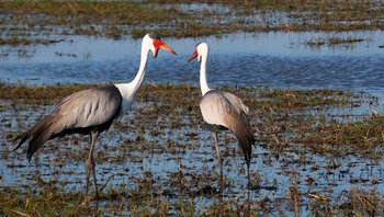 Mukambi Busanga Plains Camp: Klunkerkraniche