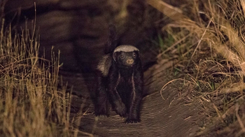 Nanzhila Plains Camp: Honigdachs