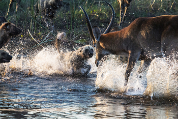 Selinda Camp Selinda Camp: Wildhunde bei der Jagd