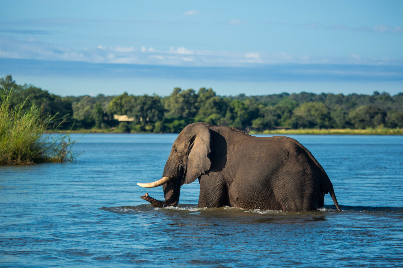 Tembo Plains Camp Tembo Plains Camp: Elefant im Wasser