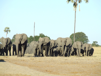 The Hide: Elefantenherde unter Palme