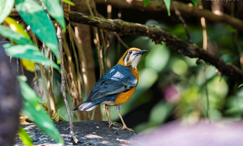 The Oberoi Vindhyavilas Wildlife Resort: Damadrossel