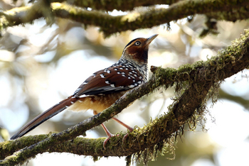 Vanghat: Spotted Laughingthrush
